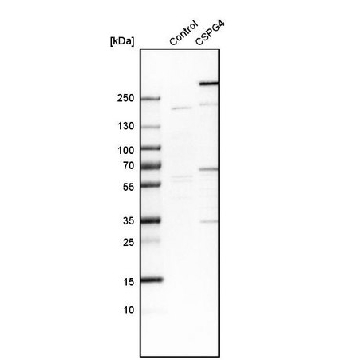Anti-CSPG4 antibody produced in rabbit，100UL，HPA002951-100UL，Sigma