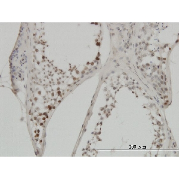 Monoclonal Anti-MYC antibody produced in mouse，50UG，WH0004609M2-50UG，Sigma