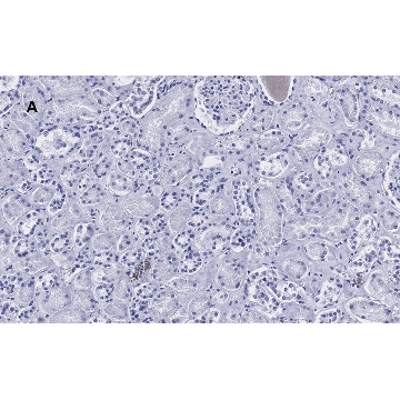 Anti-HSP60 Antibody, clone 1N3, ZooMAb® Rabbit Monoclonal，25UL，ZRB1145-25UL，Sigma