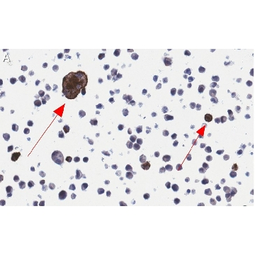 Anti-RSV Fusion Protein Antibody, clone 131-2A ZooMAb® Mouse Monoclonal，4X25UL，ZMS1055-4X25UL，Sigma
