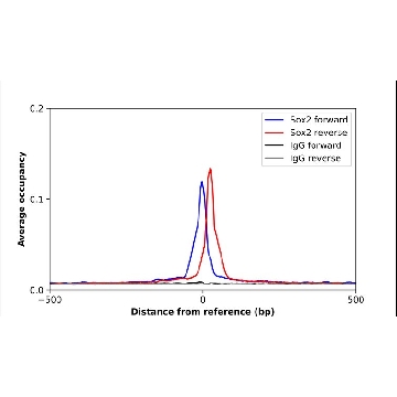 Anti-SOX2 antibody produced in rabbit，100UL，HPA045725-100UL，Sigma