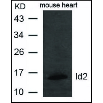 Anti-Id2 antibody produced in rabbit，100UG，SAB4300701-100UG，Sigma