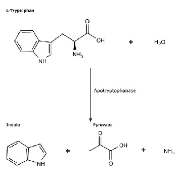 Apotryptophanase from Escherichia coli，25MG，A6007-25MG，Sigma