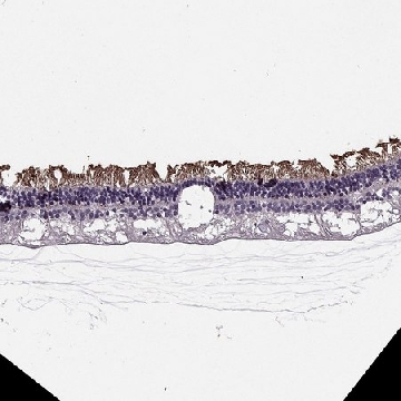 Anti-CACNA1F antibody produced in rabbit，100UL，HPA068379-100UL，Sigma