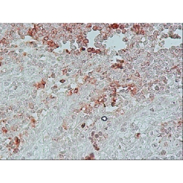 抗-鸡 IgY（IgG）（全分子）−过氧化物酶 兔抗，2ML，A9792-2ML，Sigma