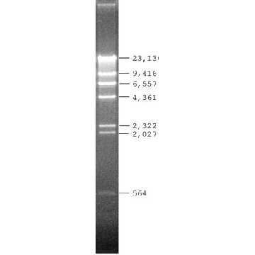 Lambda DNA Hind III 消化，20UG，D9780-20UG，Sigma