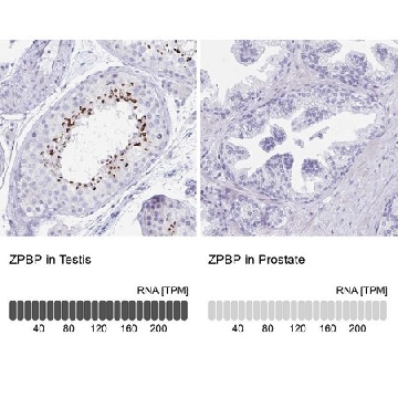 Anti-ZPBP antibody produced in rabbit，100UL，HPA058673-100UL，Sigma