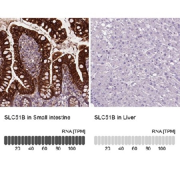 抗-SLC51B 兔抗，100UL，HPA008533-100UL，Sigma