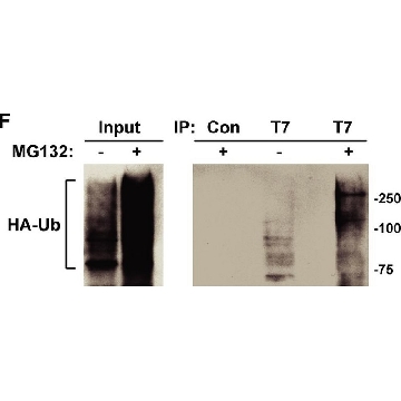 抗-HA 兔抗，0.2ML，H6908-.2ML，Sigma