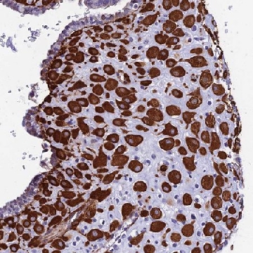 Anti-MXRA7 antibody produced in rabbit，100UL，HPA044819-100UL，Sigma