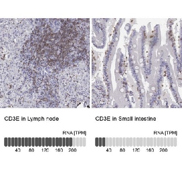 Anti-CD3E antibody produced in rabbit，100UL，HPA040957-100UL，Sigma