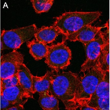 Anti-Myc tag Antibody, clone 4A6 ZooMAb® Mouse Monoclonal，25UL，ZMS1008-25UL，Sigma