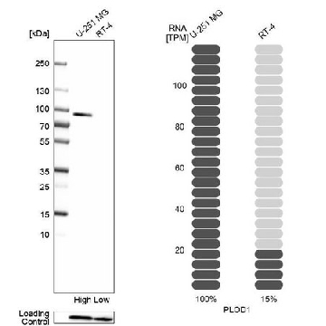 Anti-PLOD1 antibody produced in rabbit，100UL，HPA055799-100UL，Sigma