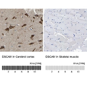 Anti-DSCAM antibody produced in rabbit，100UL，HPA019324-100UL，Sigma