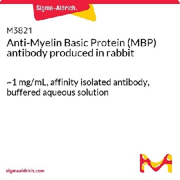 抗-髓鞘碱性蛋白（MBP） 兔抗，100UG，M3821-100UG，Sigma