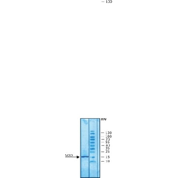 超氧化物歧化酶 牛，75000UNITS，S9697-75KU，Sigma
