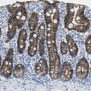 Anti-CLDN3 antibody produced in rabbit，100UL，HPA014361-100UL，Sigma