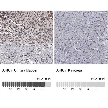 Anti-AHR antibody produced in rabbit，100UL，HPA029723-100UL，Sigma