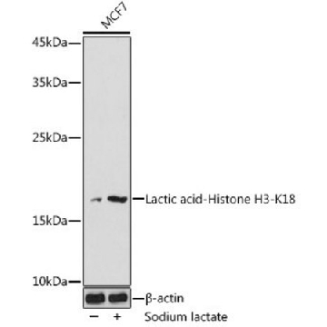 Anti-Lactic acid-Histone H3-K18 antibody produced in rabbit，100UL，SAB5701137-100UL，Sigma