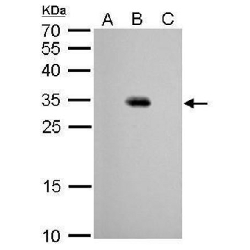 单克隆抗-GFP 小鼠抗，100UL，SAB2702211-100UL，Sigma