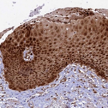 Anti-TGDS antibody produced in rabbit，100UL，HPA039927-100UL，Sigma