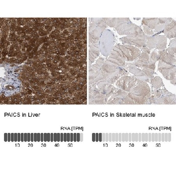 Anti-PAICS antibody produced in rabbit，100UL，HPA035895-100UL，Sigma