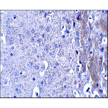 Anti-MATN4 antibody produced in rabbit，100UG，SAB3500029-100UG，Sigma