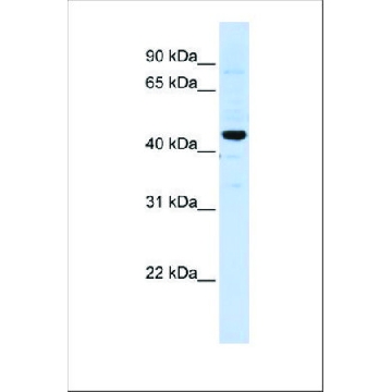 Anti-SLC41A3 antibody produced in rabbit，100UL，SAB2102215-100UL，Sigma