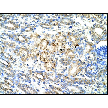Anti-WNT9B antibody produced in rabbit，100UL，AV41243-100UL，Sigma