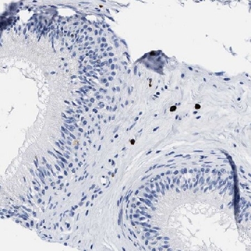 Anti-CER1 antibody produced in rabbit，100UL，HPA019917-100UL，Sigma