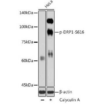 Anti-Phospho-DRP1-S616 antibody produced in rabbit，100UL，SAB5701802-100UL，Sigma