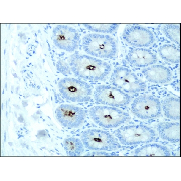 抗-DSCR1 (C-端) 兔抗，200UL，D6694-200UL，Sigma