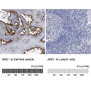 Anti-ANO1 antibody produced in rabbit，100UL，HPA032148-100UL，Sigma