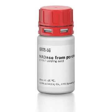 NADase from porcine brain，5G，N9879-5G，Sigma