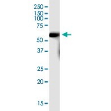 Anti-SLC7A7 antibody produced in mouse，50UG，SAB1406773-50UG，Sigma