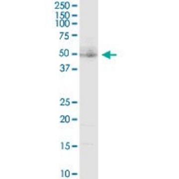 Anti-LAG3 antibody produced in rabbit，100UG，SAB1401228-100UG，Sigma