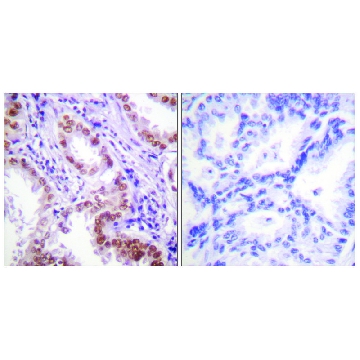 Anti-Histone H3 antibody produced in rabbit，100UG，SAB4500352-100UG，Sigma
