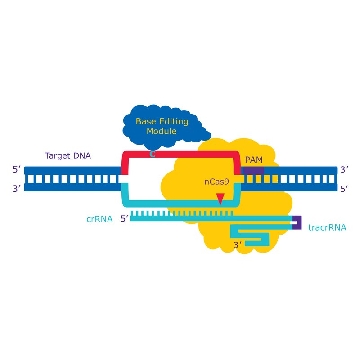 PURedit® Cas9 Flexible Cytosine Base Editor，30Y83，CAS9CBEFLX-30RXN，Sigma