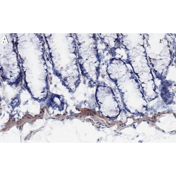 Anti-Heparan Sulfate Antibody, clone T320.11 ZooMAb® Mouse Monoclonal，25UL，ZMS1091-25UL，Sigma