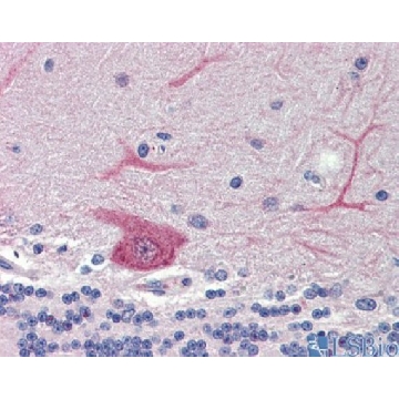 Anti-GABARAPL1 antibody produced in rabbit，100UL，SAB2103117-100UL，Sigma