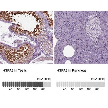Anti-HSPA2 antibody produced in rabbit，100UL，HPA000798-100UL，Sigma