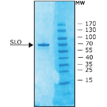 链球菌溶血素O 来源于化脓链球菌，100KU，SAE0089-100KU，Sigma
