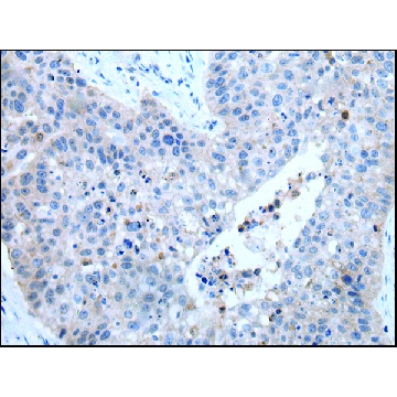 Anti-ZDHHC5，100UL，SAB4301861-100UL，Sigma