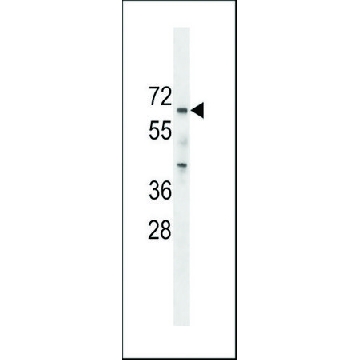 ANTI-PCTAIRE2 (PCTK2)(N-TERMINAL) antibody produced in rabbit，400UL，SAB1306378-400UL，Sigma