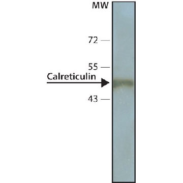 Monoclonal Anti-Calreticulin antibody produced in mouse，200UL，C7492-200UL，Sigma