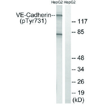 Anti-phospho-VE-Cadherin (pTyr⁷³¹) antibody produced in rabbit，100UG，SAB4504676-100UG，Sigma