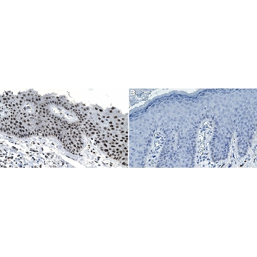 Anti-p-Ser/Thr-Pro MPM-2 Antibody, clone MPM-2 ZooMAb® Mouse Monoclonal，25UL，ZMS1212-25UL，Sigma