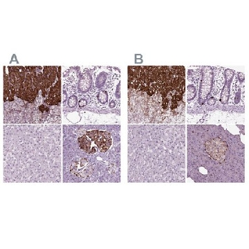 Anti-CHGB antibody produced in rabbit，100UL，HPA008759-100UL，Sigma