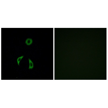 Anti-FZD3 antibody produced in rabbit，100UG，SAB4503171-100UG，Sigma