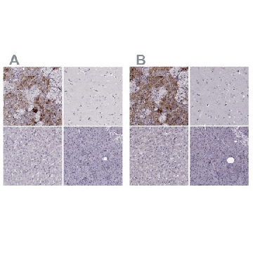 Anti-PNMT antibody produced in rabbit，100UL，HPA043412-100UL，Sigma